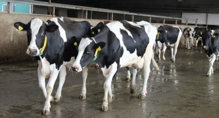 Поголів’я корів в Україні за рік скоротилося на 18%: найбільші втрати — у господарствах населення