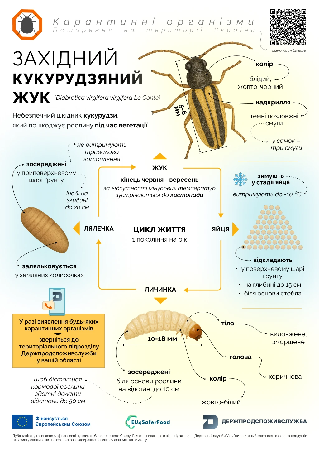 західний кукурудзяний жук
