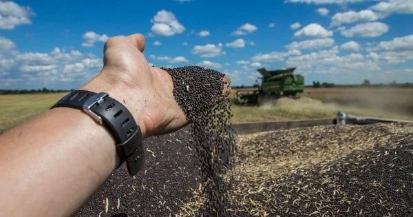 Українські переробники скоротили закупівлі ріпаку: ціни тримаються на рівні 21 500 грн/т